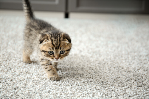 kitten on carpet