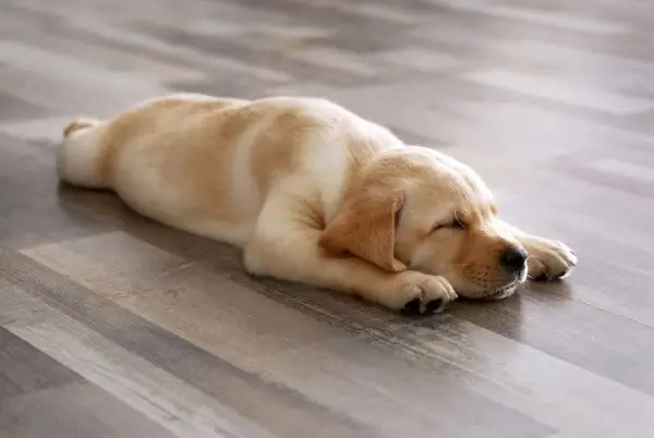 dog on tile floor