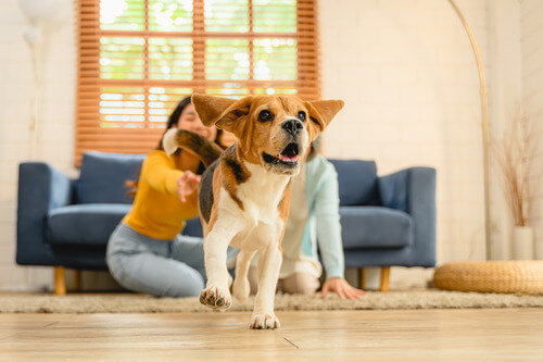 dog on pet-friendly floor