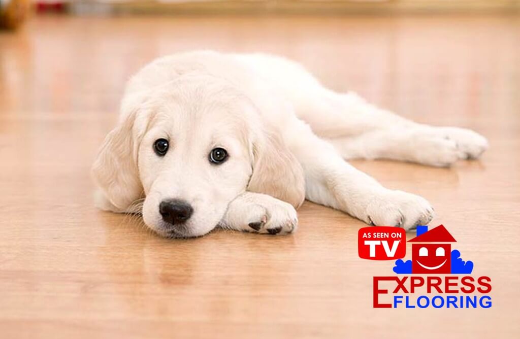 6 Pet Friendly Flooring Options for Your Arizona Home