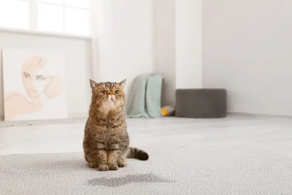 cat-friendly carpet
