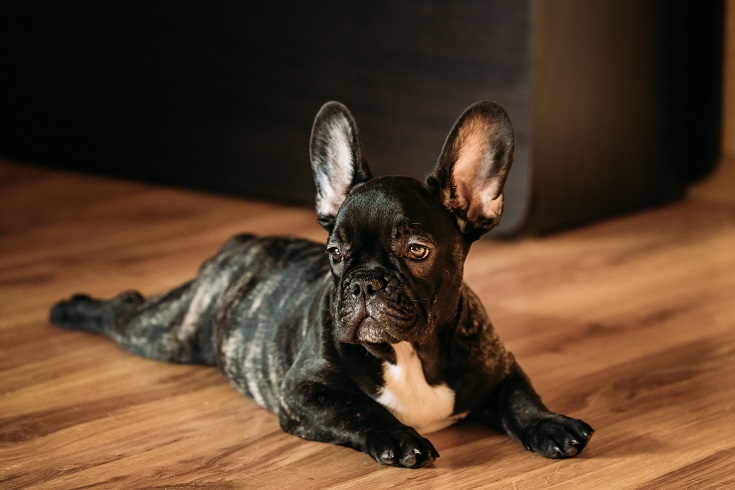 Pet-friendly flooring being utilized in a Phoenix, AZ home