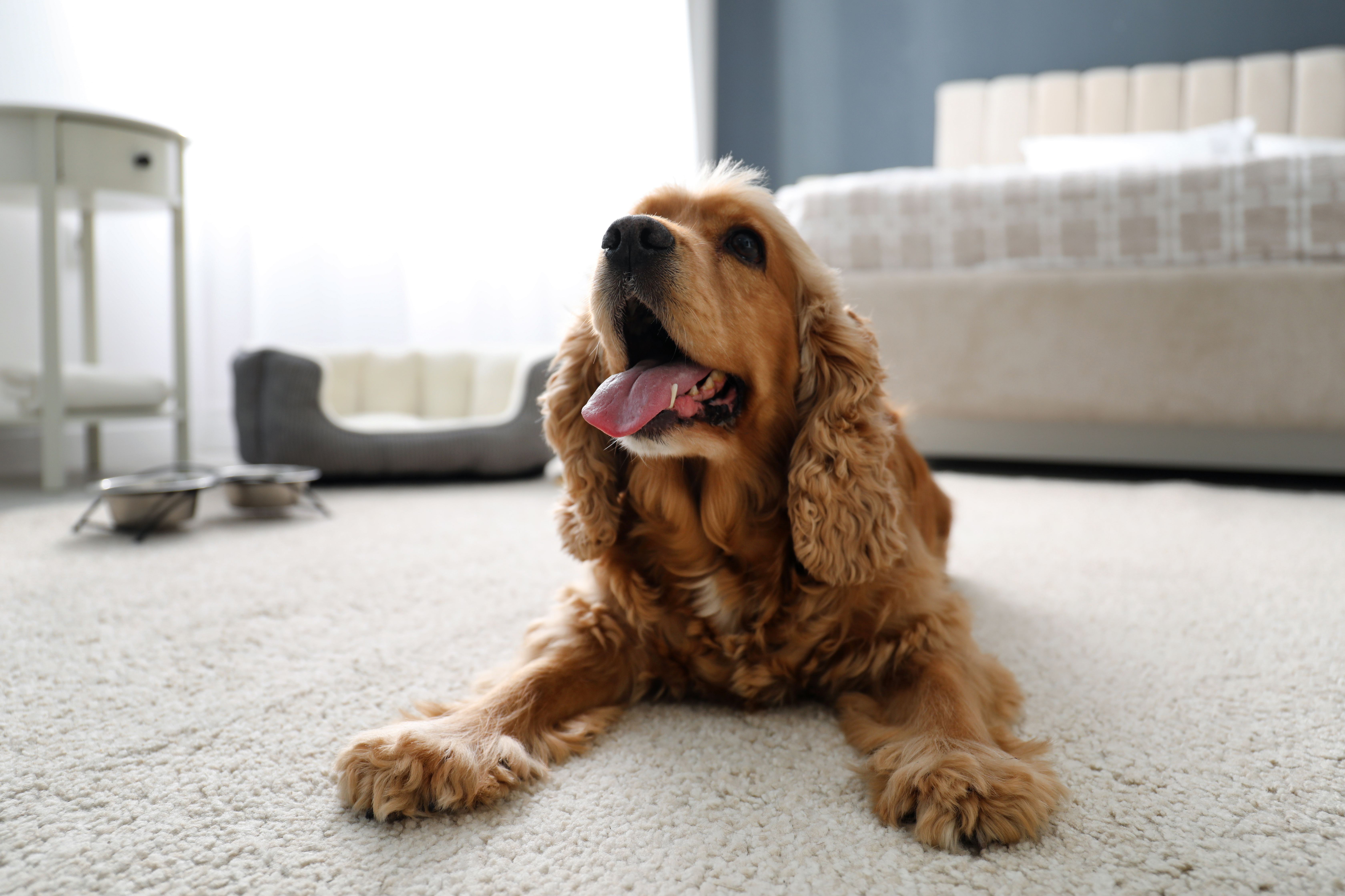 1.jpeg dog sitting on carpet