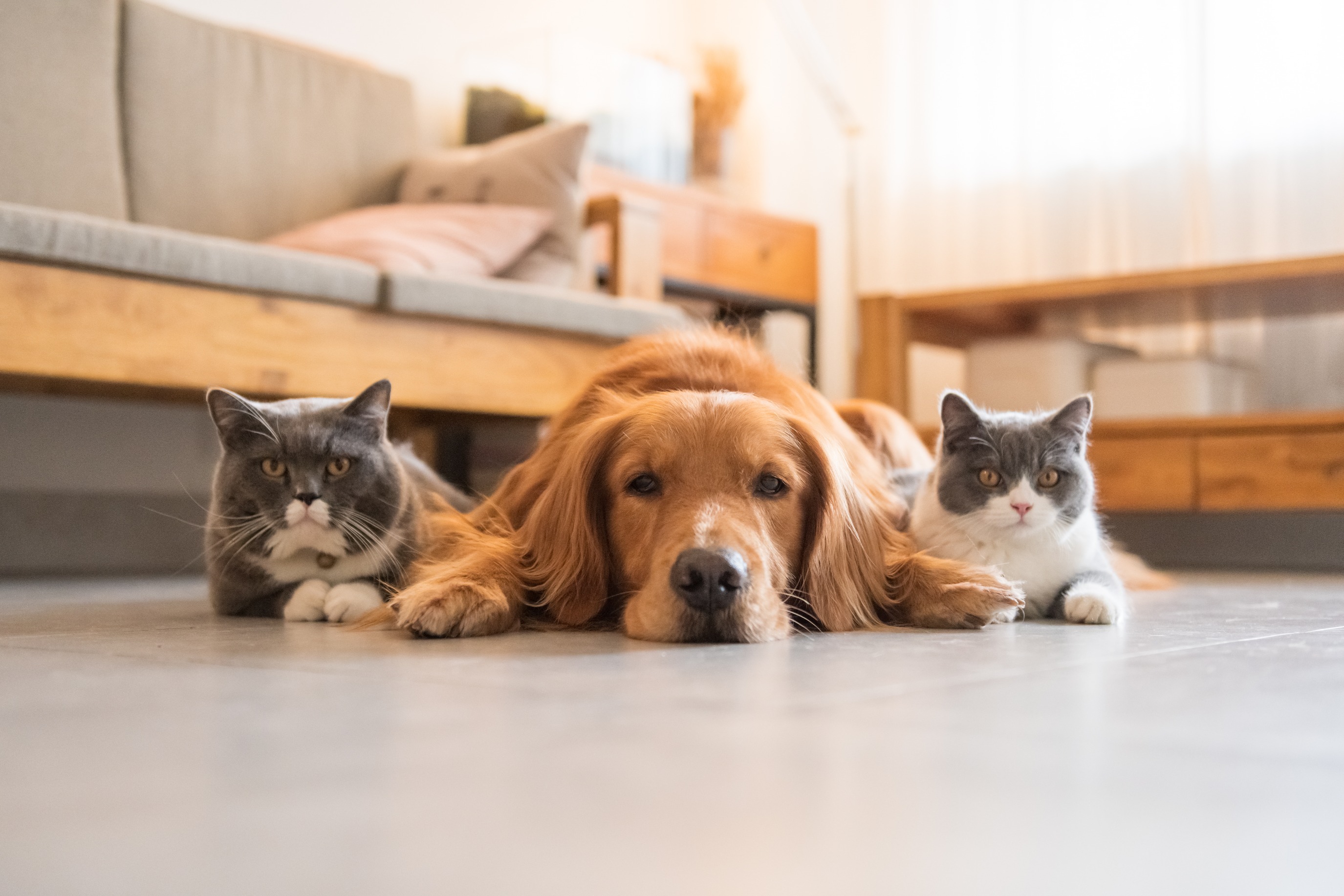 pet flooring