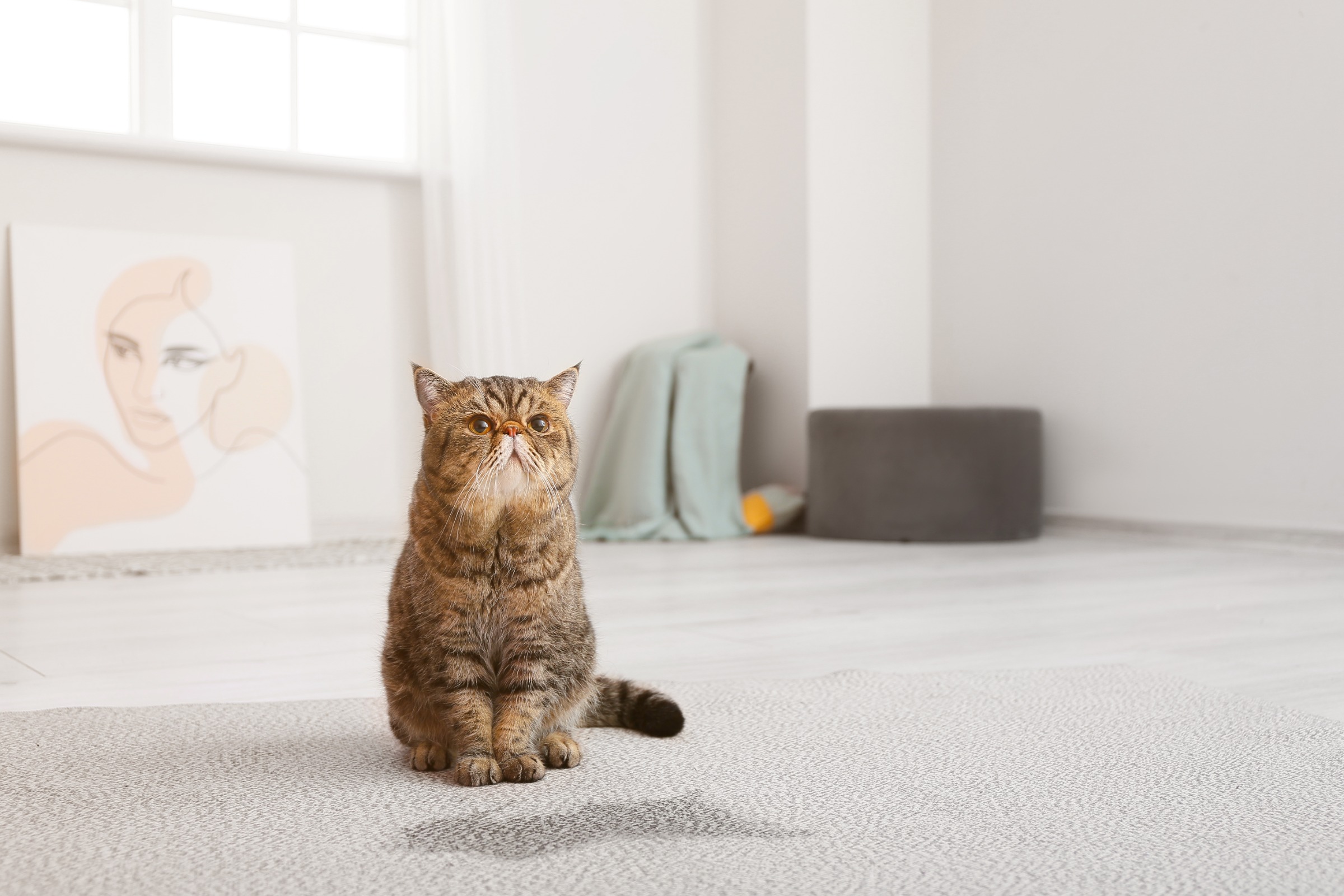 How to Choose Carpets for Low Maintenance Purposes