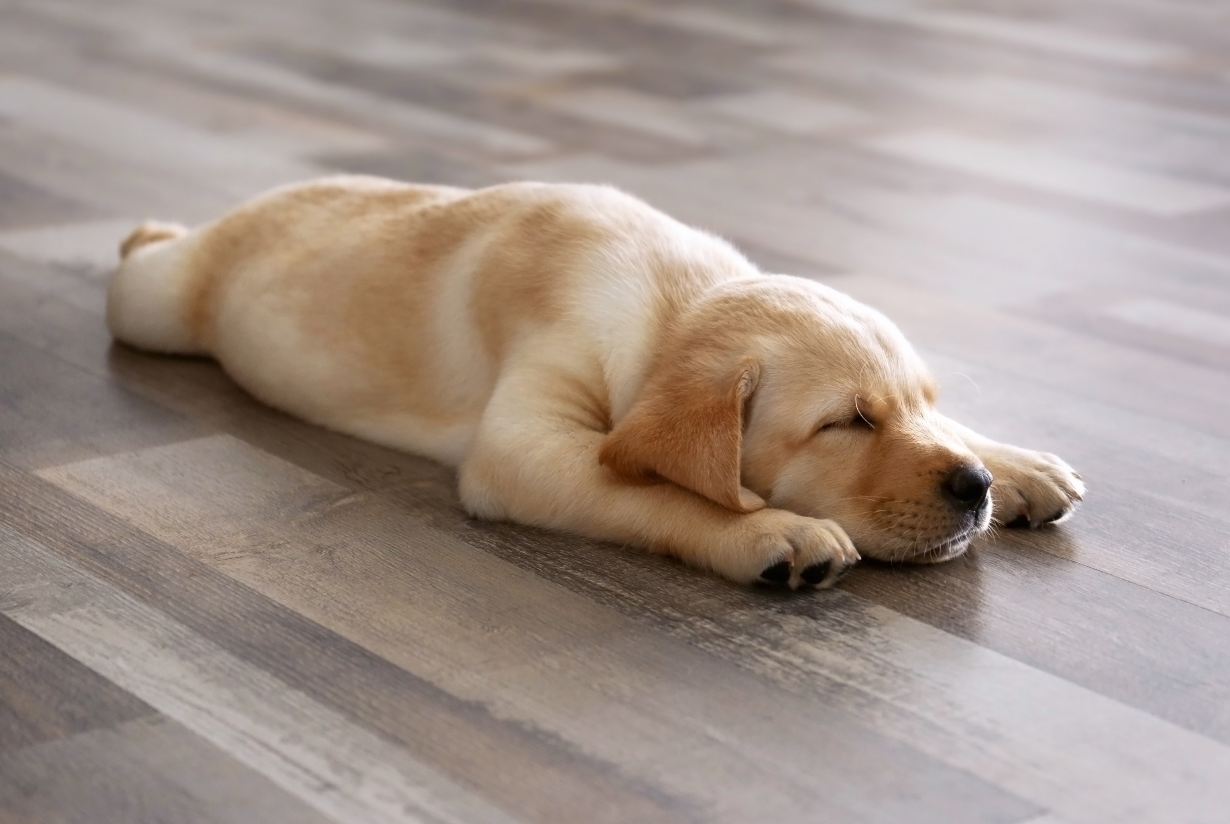 Pet-friendly flooring being utilized in a Phoenix, AZ home
